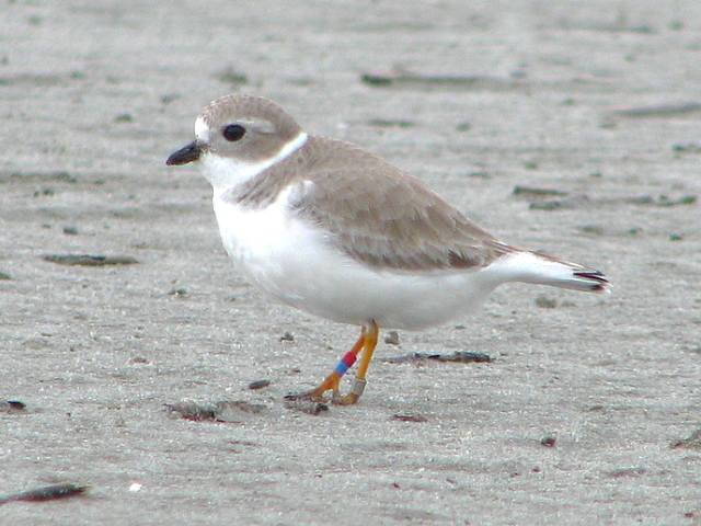 Piping Plovers (and Semipalmated Plover)